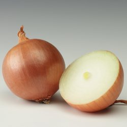 Cebula Rijnsburger 5  250 000 nasion SYNGENTA st